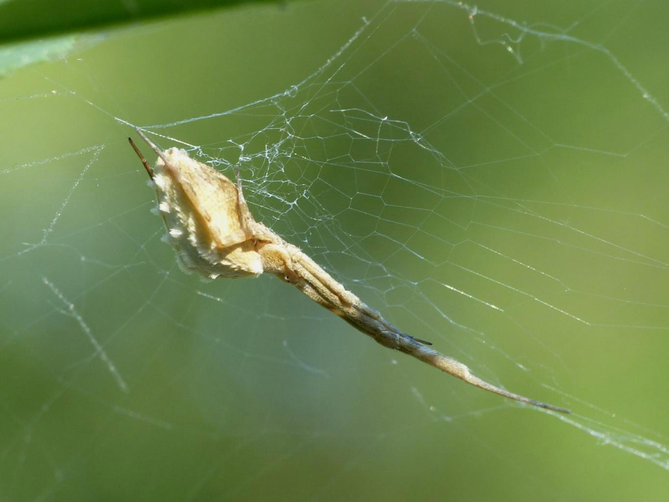 Uloborus walkenaerius - Sasso Marconi (BO)